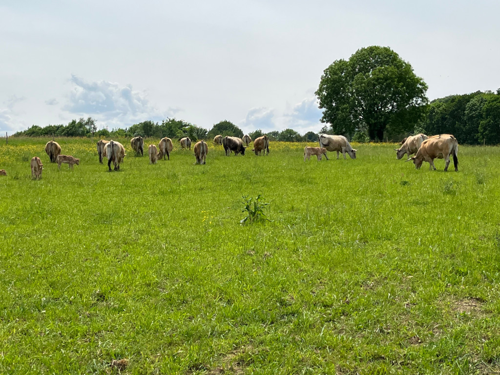 Les vaches et les veaux de la ferme du lonjen sont élevés en liberté dans les prairies
